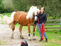 In de naam Verwant Grondwet Haflingers te koop